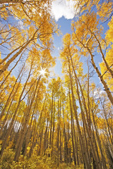 Aspen trees with fall color, San Juan National Forest, Colorado