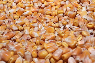 corn kernels