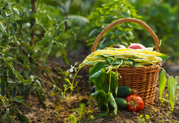 A harvest of season vegetables in a wicker basket - obrazy, fototapety, plakaty