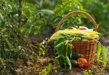 Fotobehang A harvest of season vegetables in a wicker basket © DIA