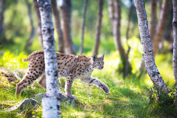 Naklejka premium Lynx sneaking in the forest