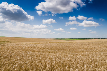 wheat land