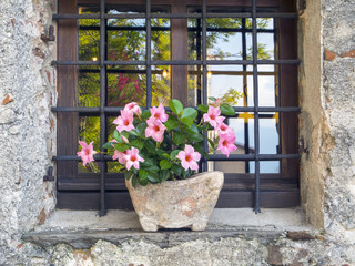 Fototapeta na wymiar Okno z puli obraz kolorowy kwiat