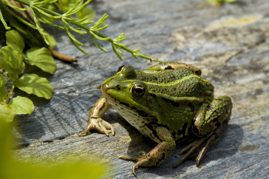 Green frog posing