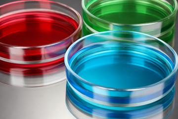 color liquid in petri dishes on grey background