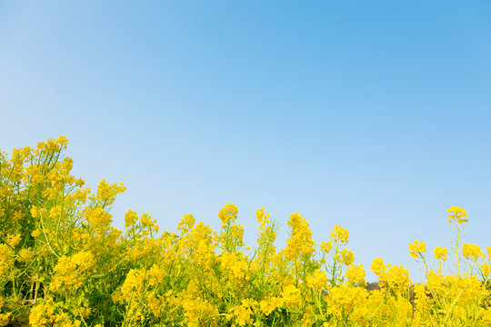 菜の花 Images Browse 42 509 Stock Photos Vectors And Video Adobe Stock