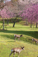 奈良公園の桜と鹿