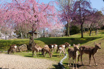 Naklejka na ściany i meble Pełny wiśniowe ? Nara Park jeleni