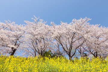 Fototapeta premium 桜並木と菜の花畑