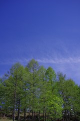 初夏の木々と青空