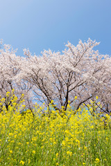 桜並木と菜の花畑