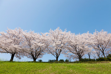 桜並木