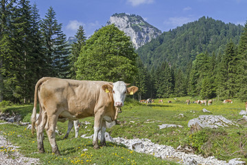 Fototapeta na wymiar Kuh im Längental