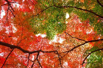 笠置山の紅葉