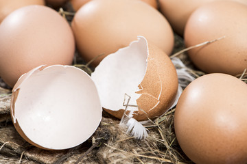Fresh Eggs on wooden background