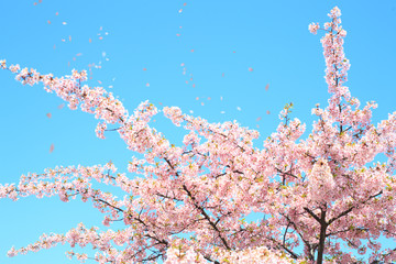 舞い散る桜の花びら