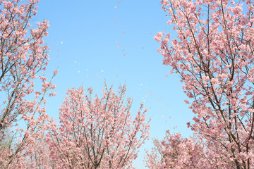 舞い散る桜の花びら
