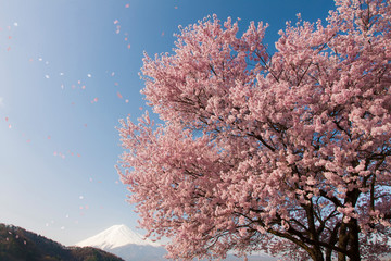 舞い散る桜の花びら