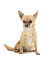 Young chihuahua