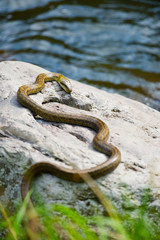 日光浴をするアオダイショウ-Elaphe climacophora