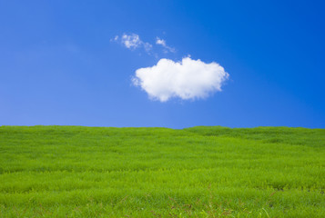 Fototapeta na wymiar 草原と青空と雲