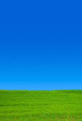 Fototapeta premium 草原と青空