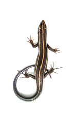 ニホントカゲの仲間-Plestiodon sp.