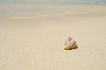 Fototapeta na wymiar 貝殻とビーチ