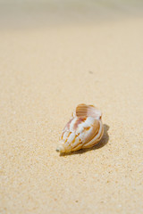 貝殻とビーチ