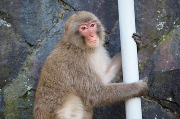 湯河原の町に出没したニホンザル-Macaca fuscata