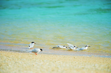 エリグロアジサシとベニアジサシ-Sterna sumatrana,