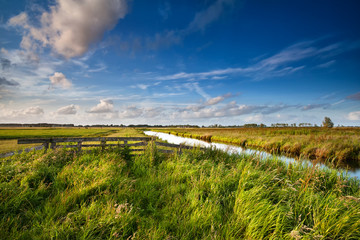 Fototapeta na wymiar Dutch farmland in sunny day