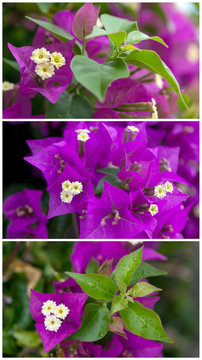 bouganvillea