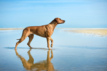 Fototapeta na wymiar Active athletic dog puppy running at the sea