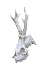 Deer skull with horns - white background