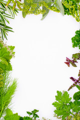Herbs frame over white background