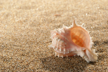Shell and sand