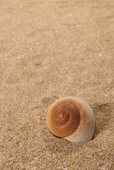 Shell and sand
