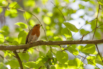 Obraz premium Robin ( Erithacus rubecula ) 