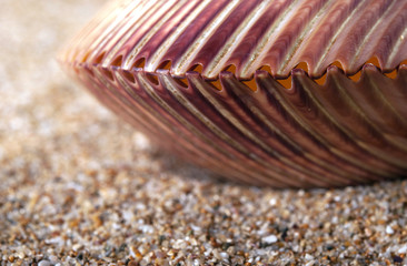 Shell and sand