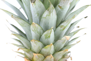 Fototapeta premium Tail of pineapple isolated on white