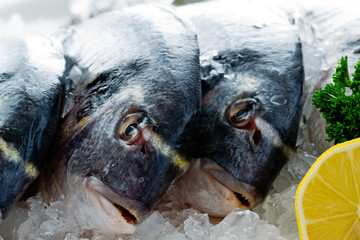 Seafood, fish - fresh sea dorada in ice, healthy food