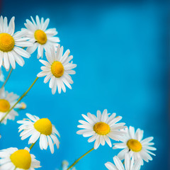 Kamilleblüten auf blauem Hintergrund