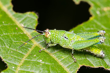 Green short-horned  grasshoppers