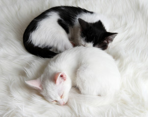 Two sleeping little kitten on white carpet