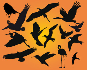 birds
