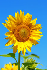 Obraz premium Beautiful sunflower in the field, close up