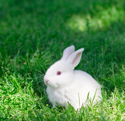 White rabbit on the grass
