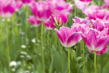 Obraz premium Tulips
