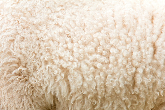 close up of lambswool background texture